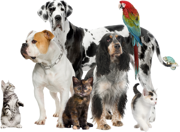 Group of Pets Studio Shot